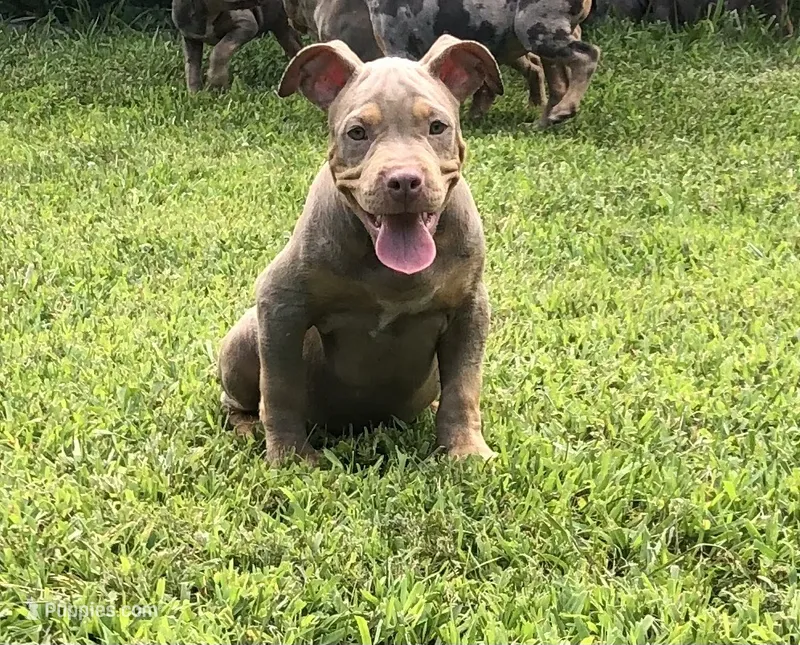 Lilac Tri Ghost Merle Male #6 – American Bully puppy for sale in Harrisonburg, VA