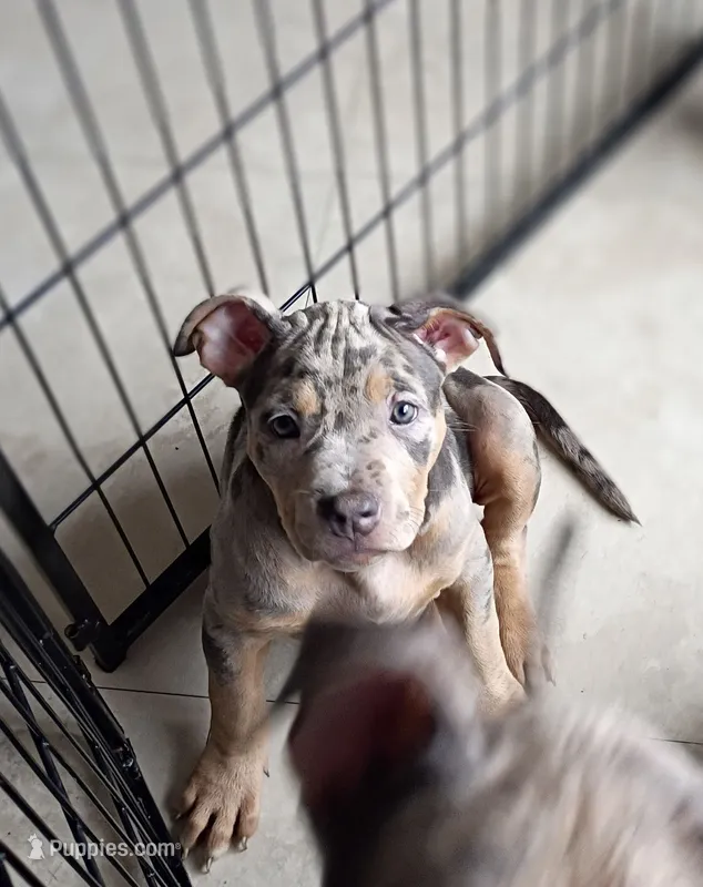 Blue Tri Merle Female #1 – American Bully puppy for sale in Harrisonburg, VA