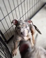 Blue Tri Merle Female #1, a female American Bully for sale in Harrisonburg, VA – 1 of 5