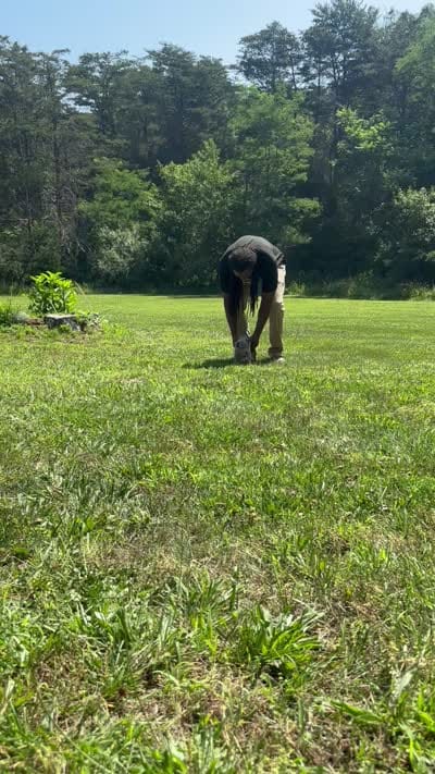 Blue Tri Merle Female #1, a female American Bully for sale in Harrisonburg, VA – 2 of 5