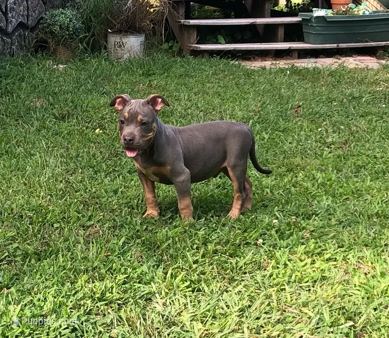 Blue Tri Ghost Merle Male #5 – American Bully puppy for sale in Harrisonburg, VA