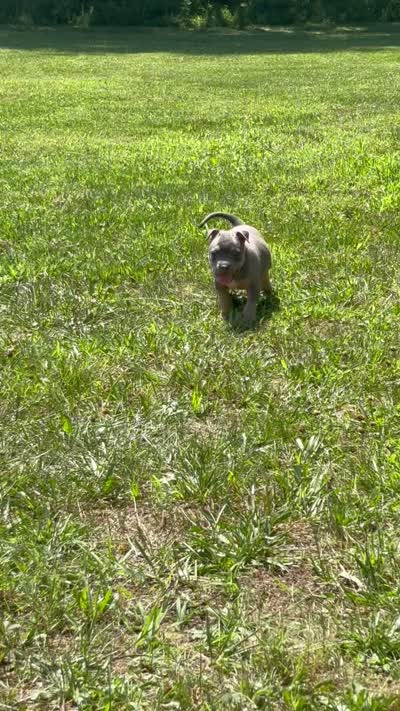 Blue Tri Ghost Merle Female #2, a female American Bully for sale in Harrisonburg, VA – 2 of 4