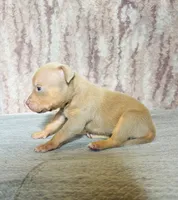 Lilac Tri Ghost Merle Female #3, a female American Bully for sale in Harrisonburg, VA – 2 of 4