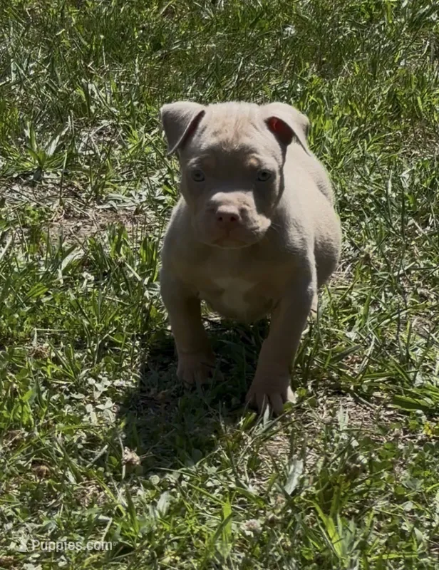 Lilac Tri Ghost Merle Female #3 – American Bully puppy for sale in Harrisonburg, VA