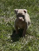Lilac Tri Ghost Merle Female #3, a female American Bully for sale in Harrisonburg, VA – 3 of 5