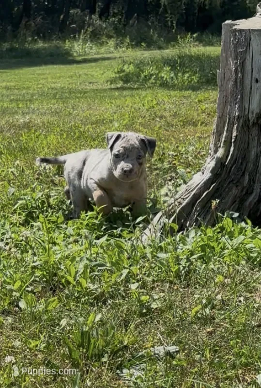 Blue Tri Merle Female #1 – American Bully puppy for sale in Harrisonburg, VA