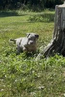 Blue Tri Merle Female #1, a female American Bully for sale in Harrisonburg, VA – 3 of 5