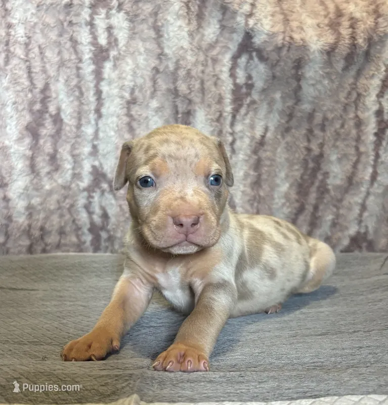 Lilac Tri Merle Male #2 – American Bully puppy for sale in Harrisonburg, VA