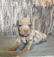 Lilac Tri Merle Male #2, a male American Bully for sale in Harrisonburg, VA – 1 of 4