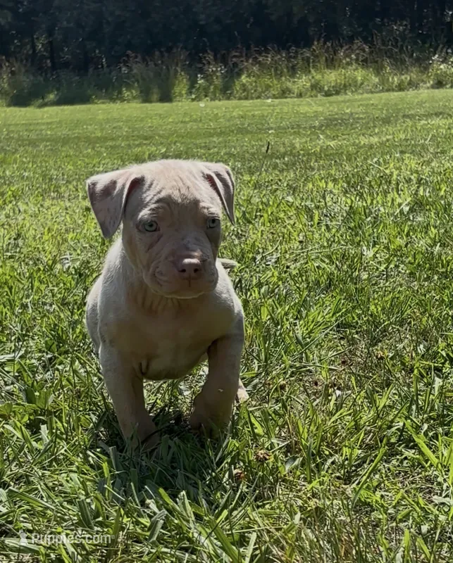 Lilac Tri Merle Male #2 – American Bully puppy for sale in Harrisonburg, VA