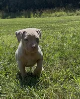 Lilac Tri Merle Male #2, a male American Bully for sale in Harrisonburg, VA – 3 of 5