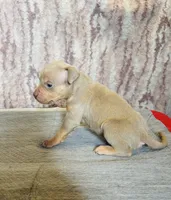 Lilac Tri Ghost Merle Male #6, a male American Bully for sale in Harrisonburg, VA – 2 of 4