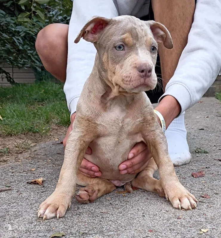 Lilac Tri Merle Male #3 – American Bully puppy for sale in Harrisonburg, VA