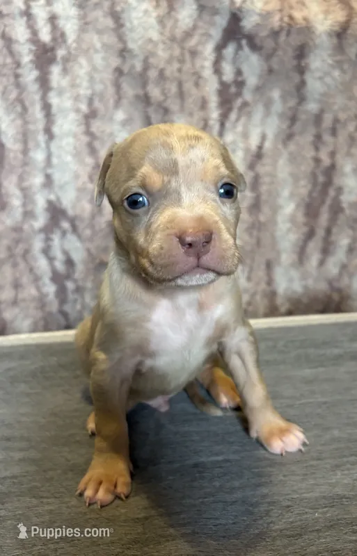 Lilac Tri Merle Male #3 – American Bully puppy for sale in Harrisonburg, VA