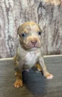Lilac Tri Merle Male #3, a male American Bully for sale in Harrisonburg, VA – 1 of 4