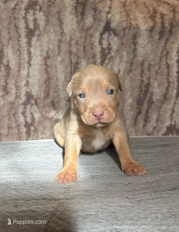 Lilac Tri Ghost Merle Male #4 – American Bully puppy for sale in Harrisonburg, VA