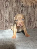 Lilac Tri Ghost Merle Male #4, a male American Bully for sale in Harrisonburg, VA – 1 of 4