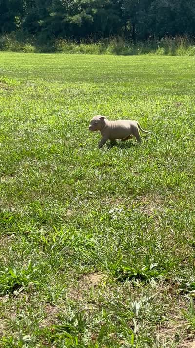 Lilac Tri Ghost Merle Female #3, a female American Bully for sale in Harrisonburg, VA – 2 of 5