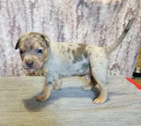 Blue Tri Merle Male #1, a male American Bully for sale in Harrisonburg, VA – 2 of 4