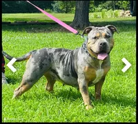 Blue Tri Merle Female #1, a female American Bully for sale in Harrisonburg, VA – 3 of 4