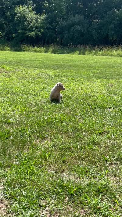 Lilac Tri Merle Male #3, a male American Bully for sale in Harrisonburg, VA – 2 of 5