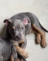 Blue Tri Ghost Merle Male #5, a male American Bully for sale in Harrisonburg, VA – 1 of 5