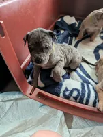 Elsa, a female Great Dane and Alaskan Husky for sale in Cassopolis, MI – 3 of 9