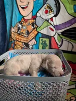 Cinderella , a female Great Dane and Alaskan Husky for sale in Cassopolis, MI – 1 of 2