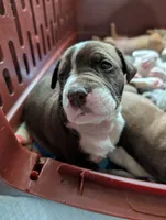 Hercules , a male Great Dane and Alaskan Husky for sale in Cassopolis, MI – 1 of 7