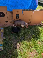 Tiana , a female Great Dane and Alaskan Husky for sale in Cassopolis, MI – 4 of 8