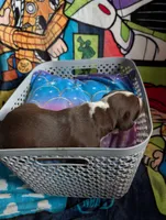 Hercules , a male Great Dane and Alaskan Husky for sale in Cassopolis, MI – 3 of 3