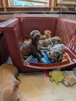Kronk, a male Great Dane and Alaskan Husky for sale in Cassopolis, MI – 4 of 7