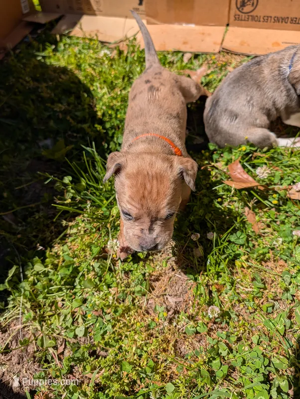 Merida  – Great Dane, Alaskan Husky puppy for sale in Cassopolis, MI