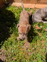 Merida , a female Great Dane and Alaskan Husky for sale in Cassopolis, MI – 4 of 7