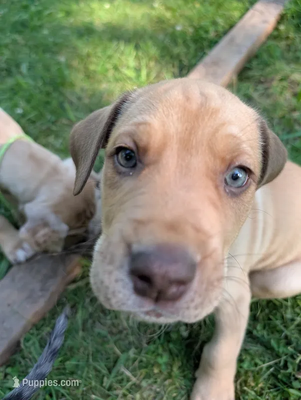 Percy – Great Dane, Alaskan Husky puppy for sale in Cassopolis, MI