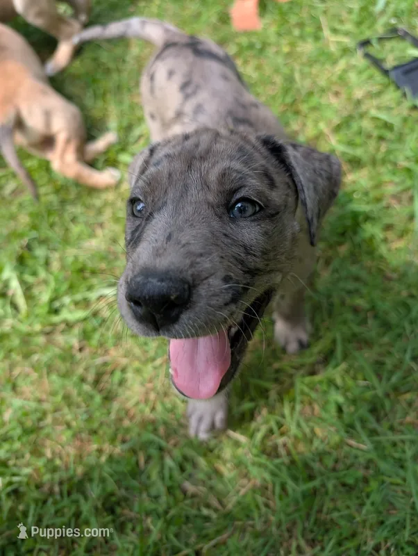 Elsa – Great Dane, Alaskan Husky puppy for sale in Cassopolis, MI