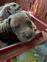 Kronk, a male Great Dane and Alaskan Husky for sale in Cassopolis, MI – 3 of 7
