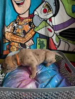 Merida , a female Great Dane for sale in Cassopolis, MI – 4 of 4