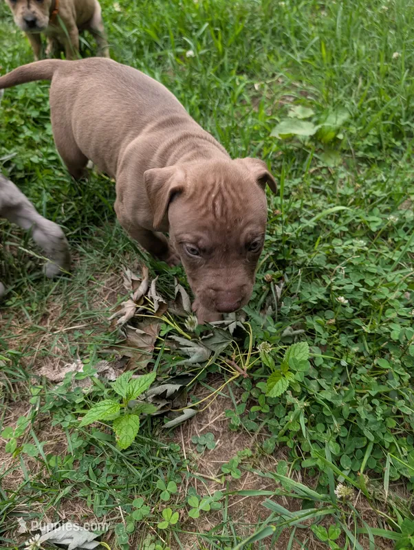 Kronk – Great Dane, Alaskan Husky puppy for sale in Cassopolis, MI