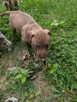 Kronk, a male Great Dane and Alaskan Husky for sale in Cassopolis, MI – 3 of 7
