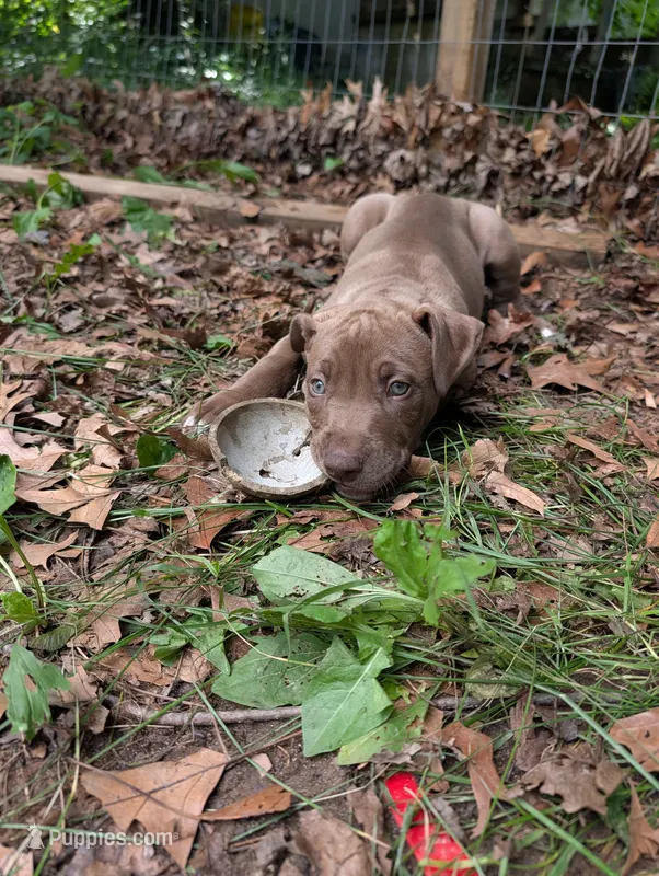 Kronk – Great Dane, Alaskan Husky puppy for sale in Cassopolis, MI