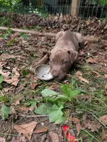 Kronk, a male Great Dane and Alaskan Husky for sale in Cassopolis, MI – 1 of 7