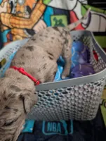 Bo Peep, a female Great Dane for sale in Cassopolis, MI – 2 of 3