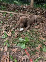 Kronk, a male Great Dane and Alaskan Husky for sale in Cassopolis, MI – 2 of 7