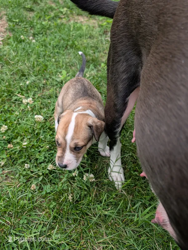 Tiana  – Great Dane, Alaskan Husky puppy for sale in Cassopolis, MI