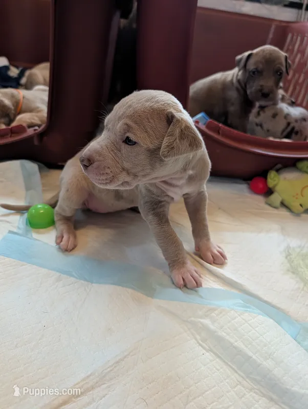 Cinderella  – Great Dane, Alaskan Husky puppy for sale in Cassopolis, MI