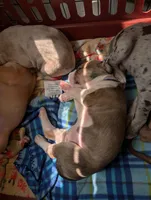 Tiana , a female Great Dane and Alaskan Husky for sale in Cassopolis, MI – 8 of 8