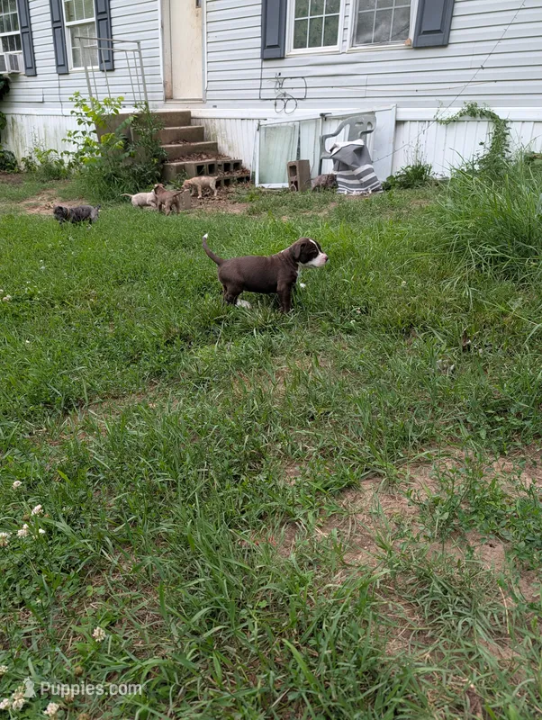 Hercules  – Great Dane, Alaskan Husky puppy for sale in Cassopolis, MI
