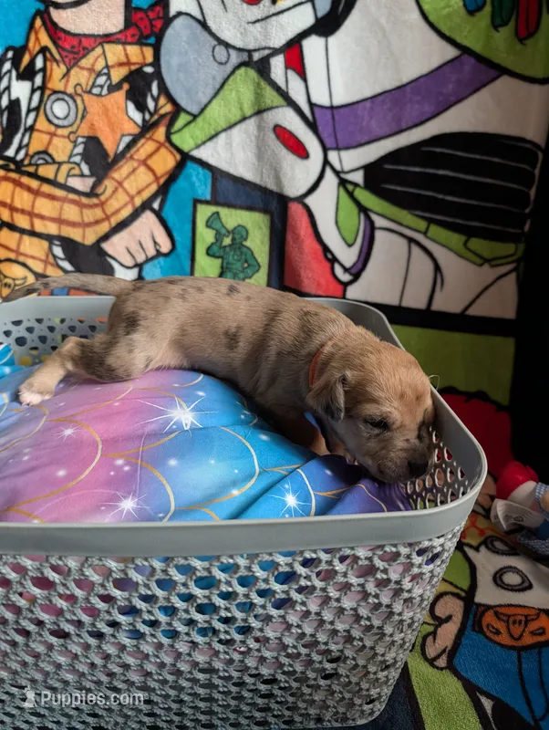 Merida  – Great Dane puppy for sale in Cassopolis, MI