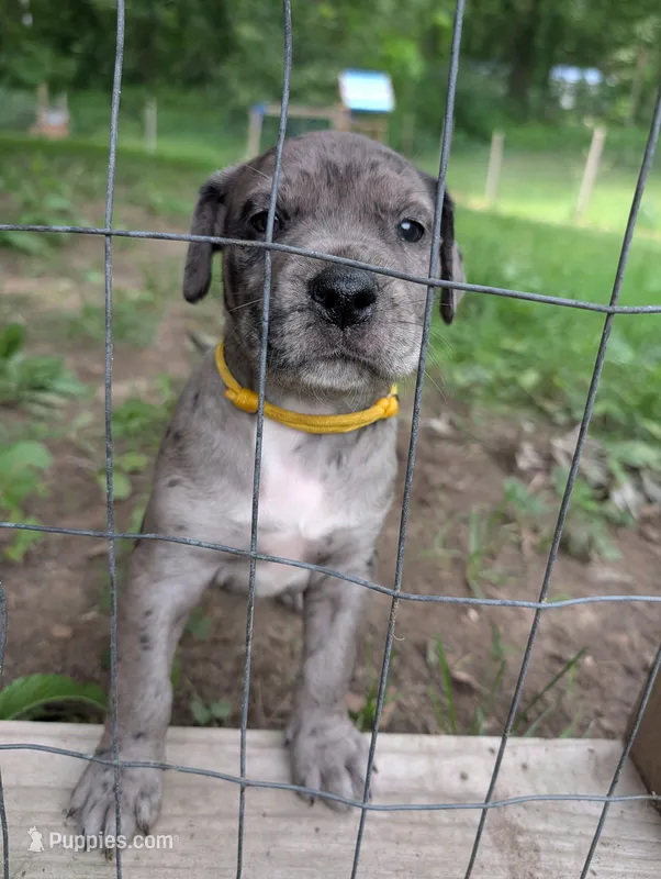Elsa – Great Dane, Alaskan Husky puppy for sale in Cassopolis, MI